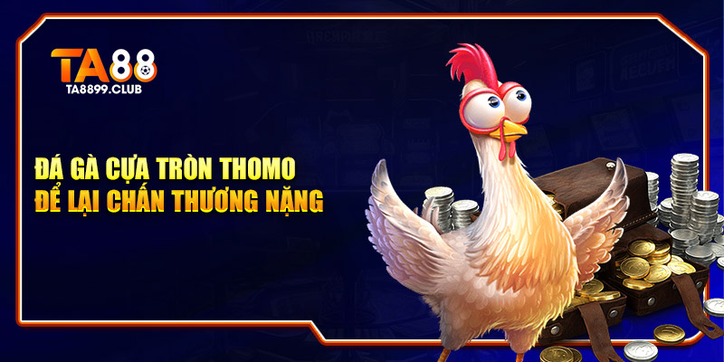 Đá gà cựa tròn Thomo để lại chấn thương nặng